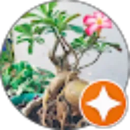 Review From Ancha Firman