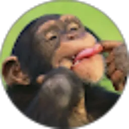 Review From Marcel Oey