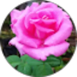 Review From Vie GardeNik