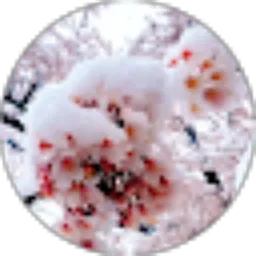 Review From dian eka