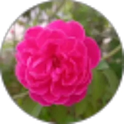 Review From kyroz Luna