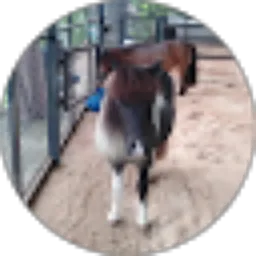 Review From MERRY RAHAYU