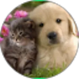 Review From Pet Hooman