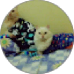 Review From uliel widhatama