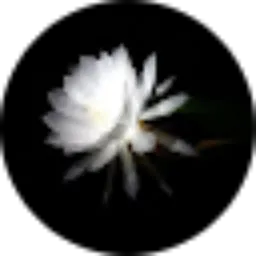 Review From Azka Khanza