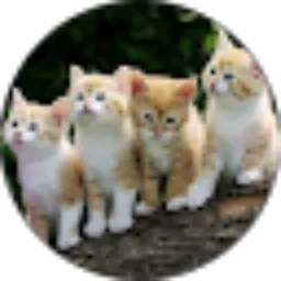 Review From Vidia Yuliana