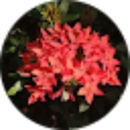 Review From 046_Alifya Ramadhani Sirat