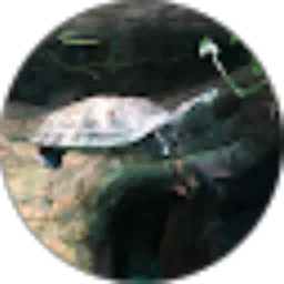 Review From Widi Kundari