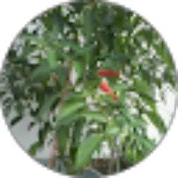 Review From Alex Shintaro