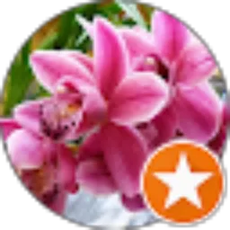 Review From Rohma Al