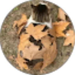 Review From ap syealoom