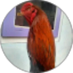 Review From arkah sanca 191