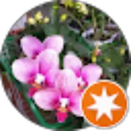 Review From Sekar Anggrek Solo