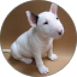 Review From Lingga Juni Onggo