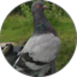 Review From pemula merpati743