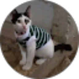 Review From Bintang AL-aisyah Bintang