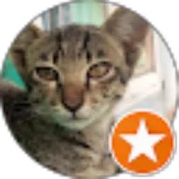 Review From Camelia Zahra