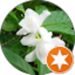 Review From Trifena Widya