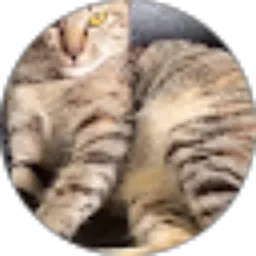 Review From Sheena Kucing