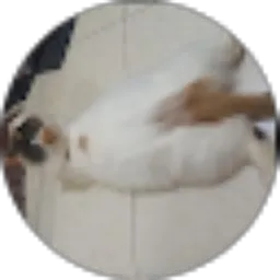 Review From Zidni Robbi Taqiya