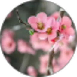 Review From Tjong Piau siu