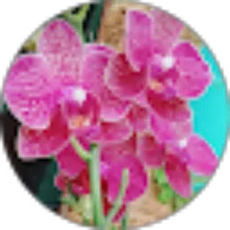 Review From Parti Syarif