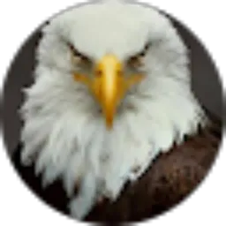 Review From Team elang kobang channel