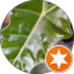 Review From Zoomy Lee