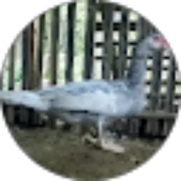 Review From Zhu_ghenk Farms