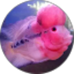 Review From Alay Subur