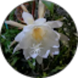 Review From Adi Febriyanto