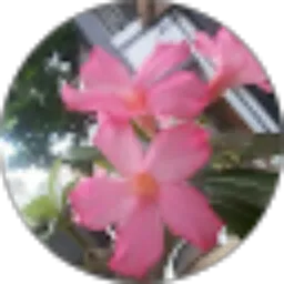 Review From Tri Widi