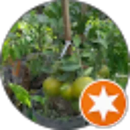 Review From Budi Susetyo