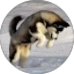 Review From Siberian Kurniawan