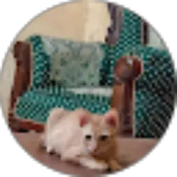 Review From Shimba Cathouse