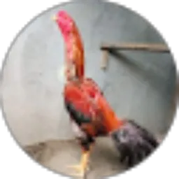 Review From janani pai