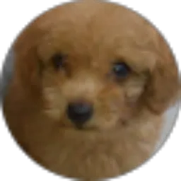 Review From Maya Puspita Dewi