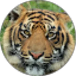 Review From frangky wijayanto