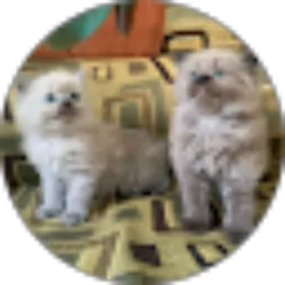 Review From melly safera