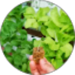 Review From Akatamis