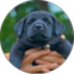 Review From Sesilia Bakumawa