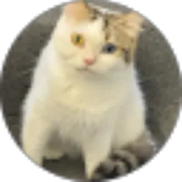 Review From Syarifah Fatimah