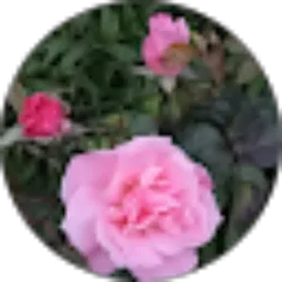 Review From bondan bramantya