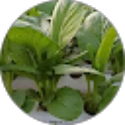Review From Sutono mst