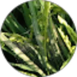 Review From Rahmi Rahmaya