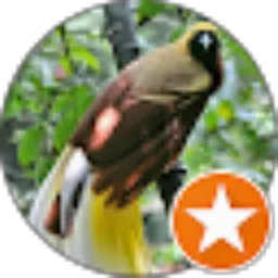 Review From Saleh Renhoat Saleh