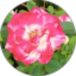 Review From icha priscillia