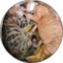 Review From anshori olii