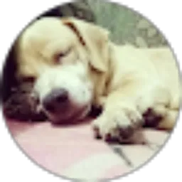 Review From Josephine sst