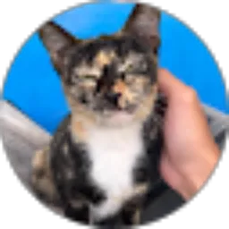 Review From Richard Steven